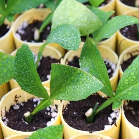 thumbnail for publication: Citrus Nursery Production Guide, Chapter 6: Citrus Rootstock Propagation: Traditional Techniques and Recent Advances